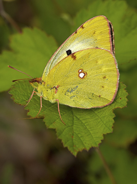 Colias crocea