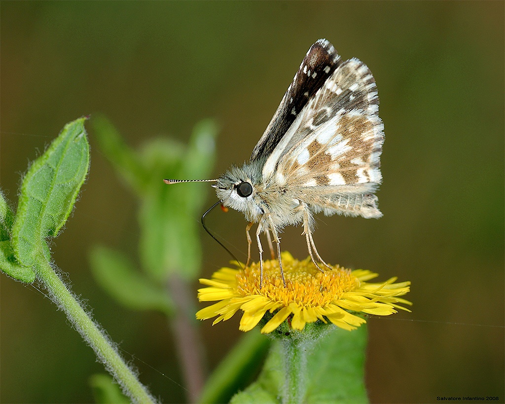 Tutta Spettinata...!!!