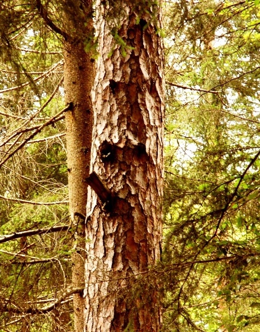 scusa... avresti da accendere???..