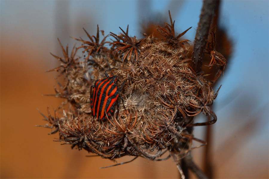 Diavoletto ROSSONERO