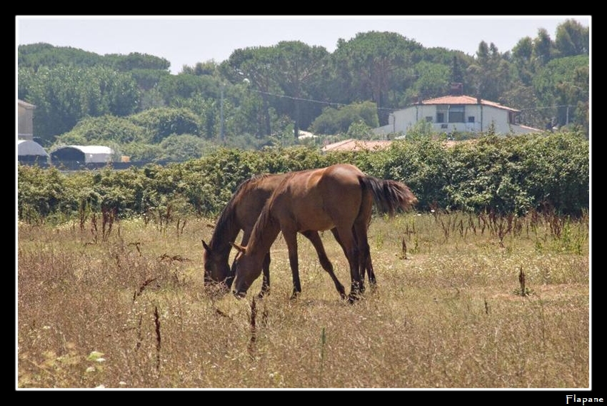 Campagna Pontina... flora e fauna