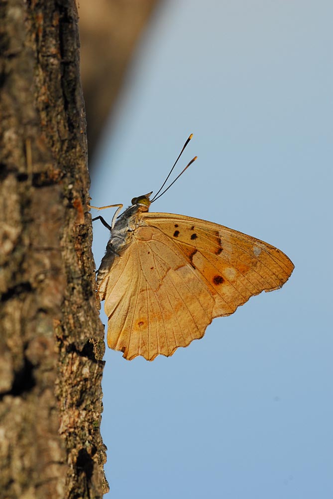 Farfalla...identificazione