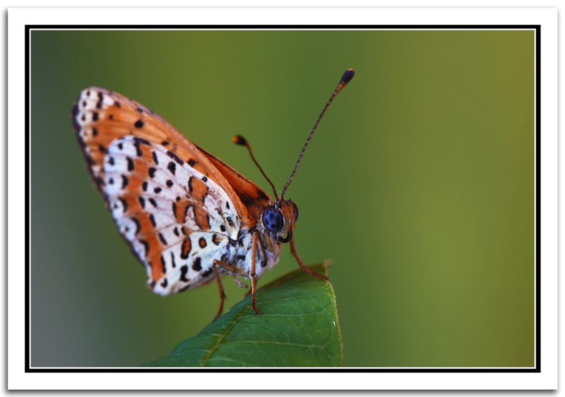 melitaea (4')