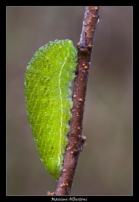 Dovrei mettermi a dieta!