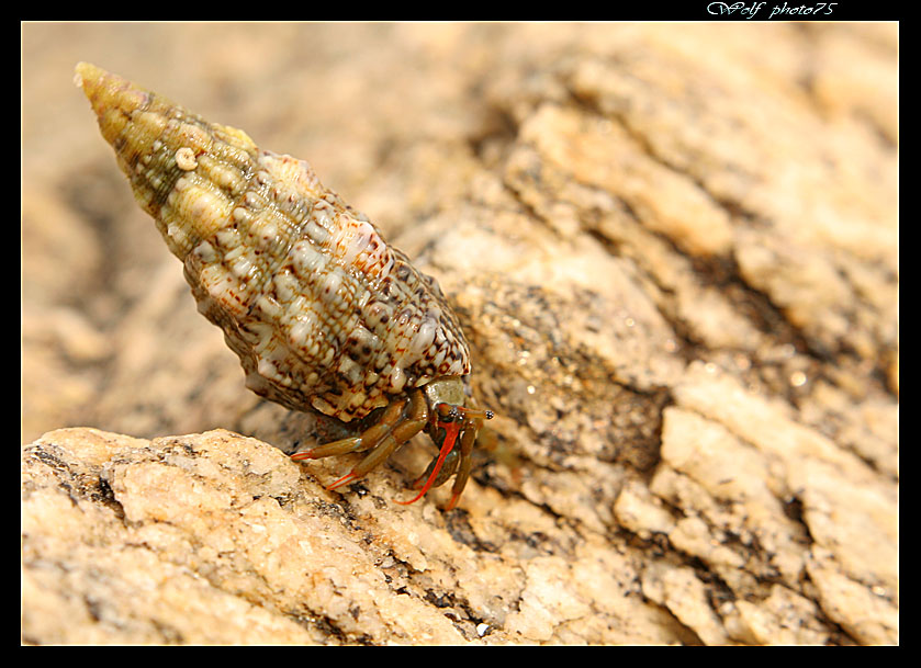 in ricordo del mare il paguro