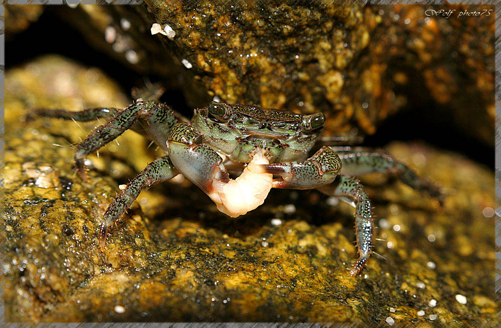 un colpo di fortuna! buon appetito granchietto