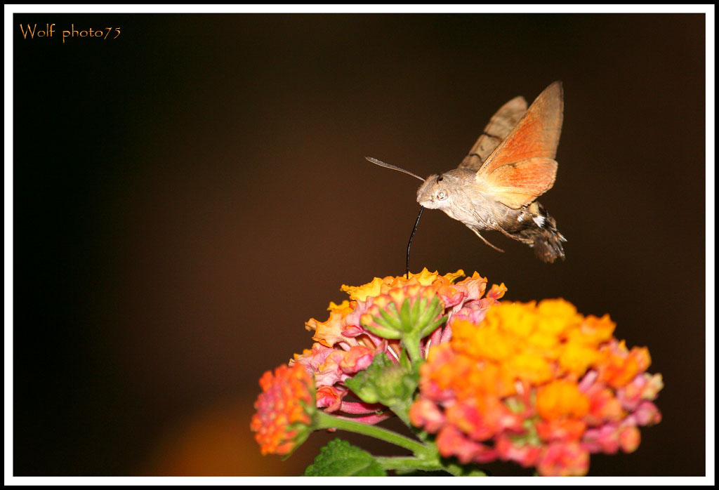 prova a fotografarmi se riesci