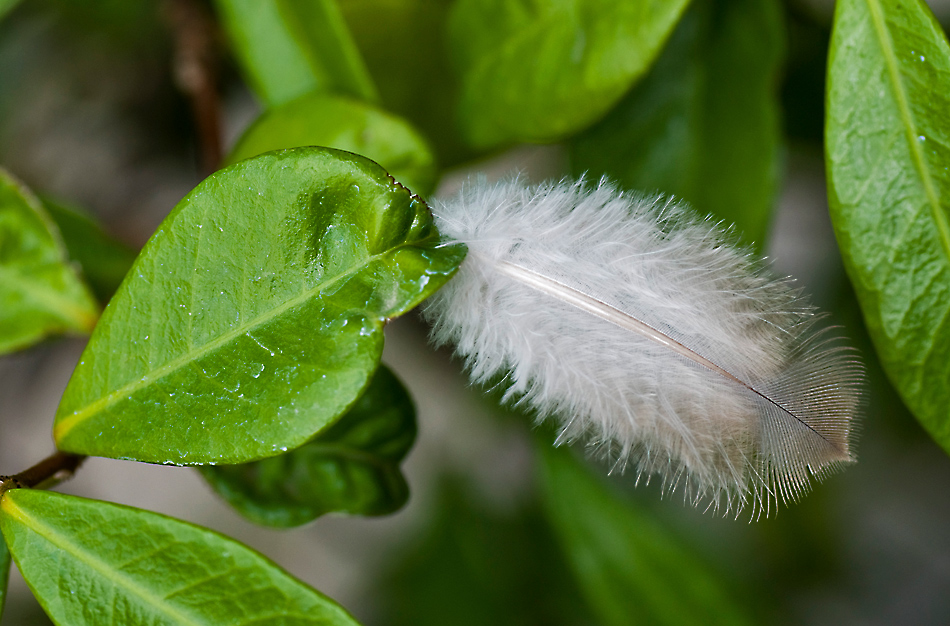 Mimetismo mal riuscito