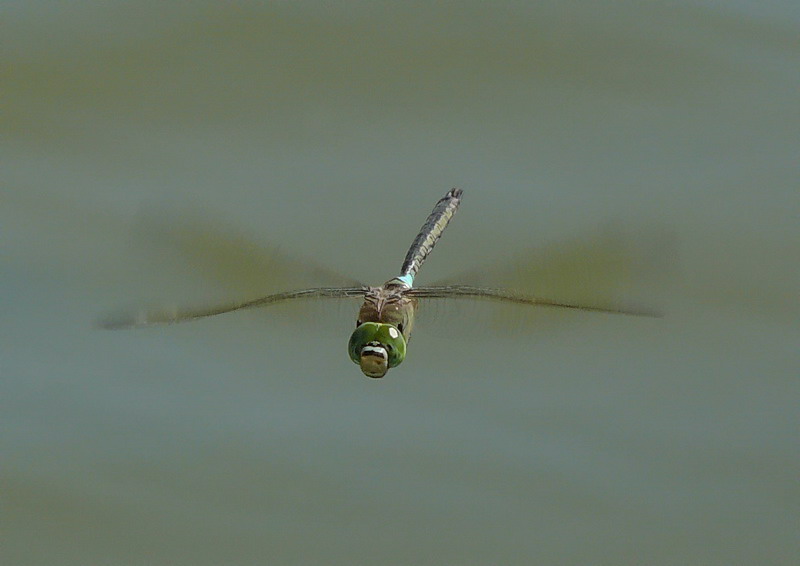 Anax in volo