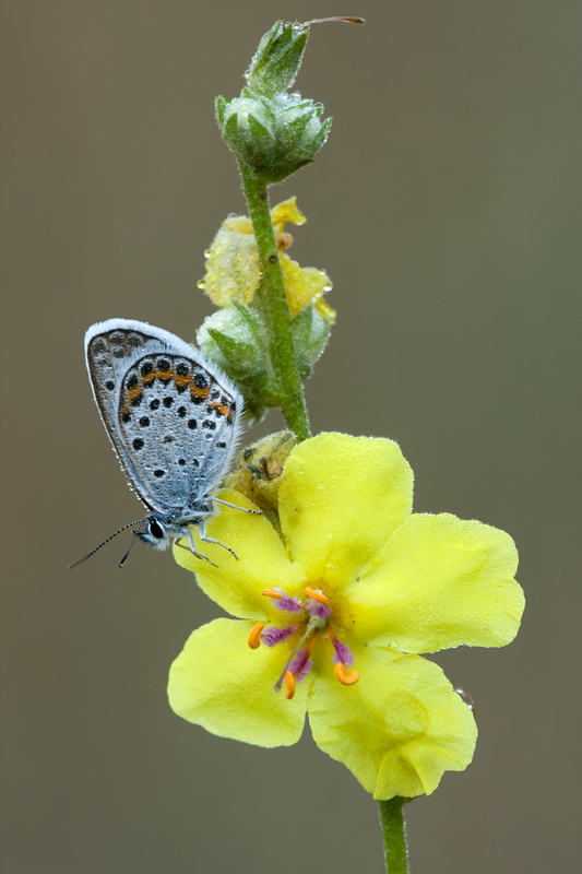Licenide su fiore giallo