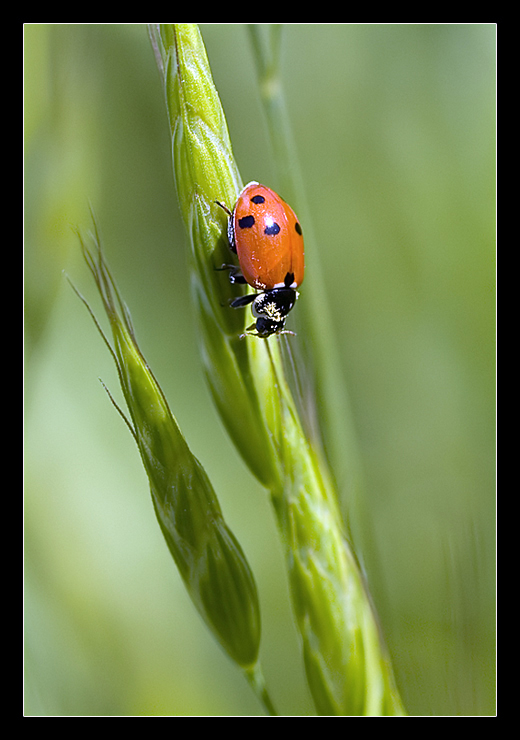 Coccinella
