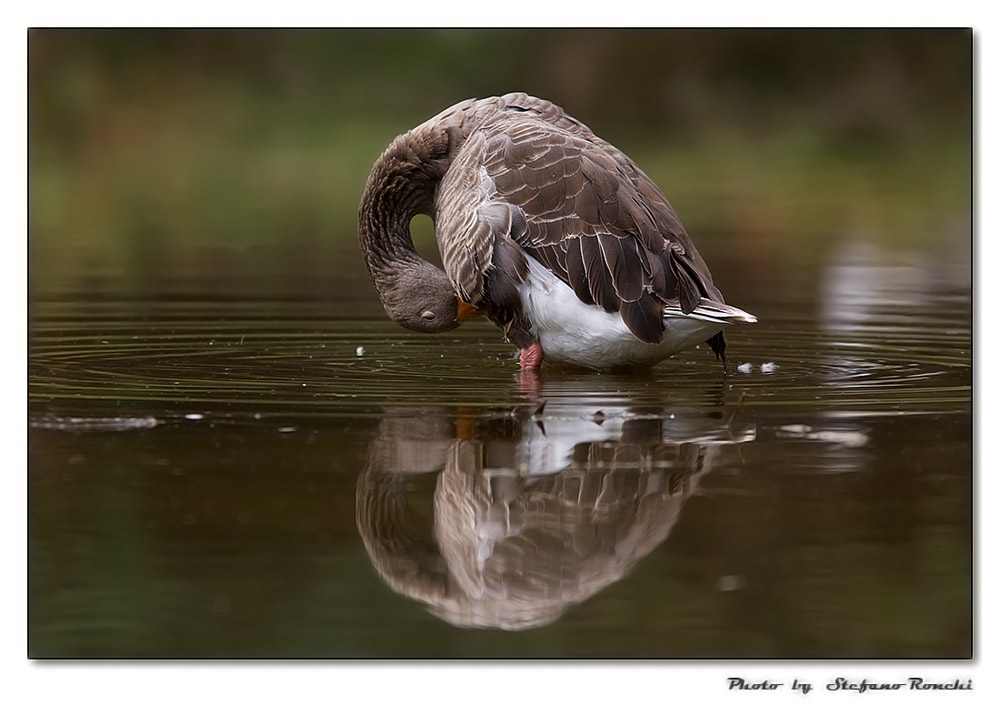 .........un meritato bagno rinfrescante