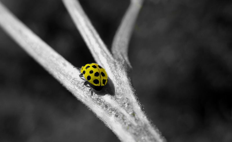 ..vivo in un mondo bianco e nero....