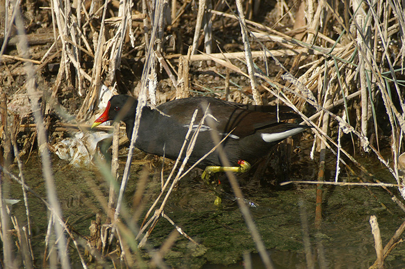 Gallinella d'acqua