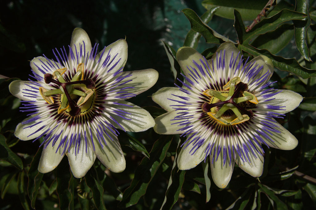 i gemellini passiflora