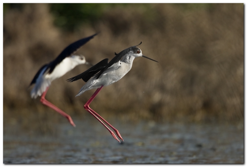 Cavaliere Ditalia (parte 2)