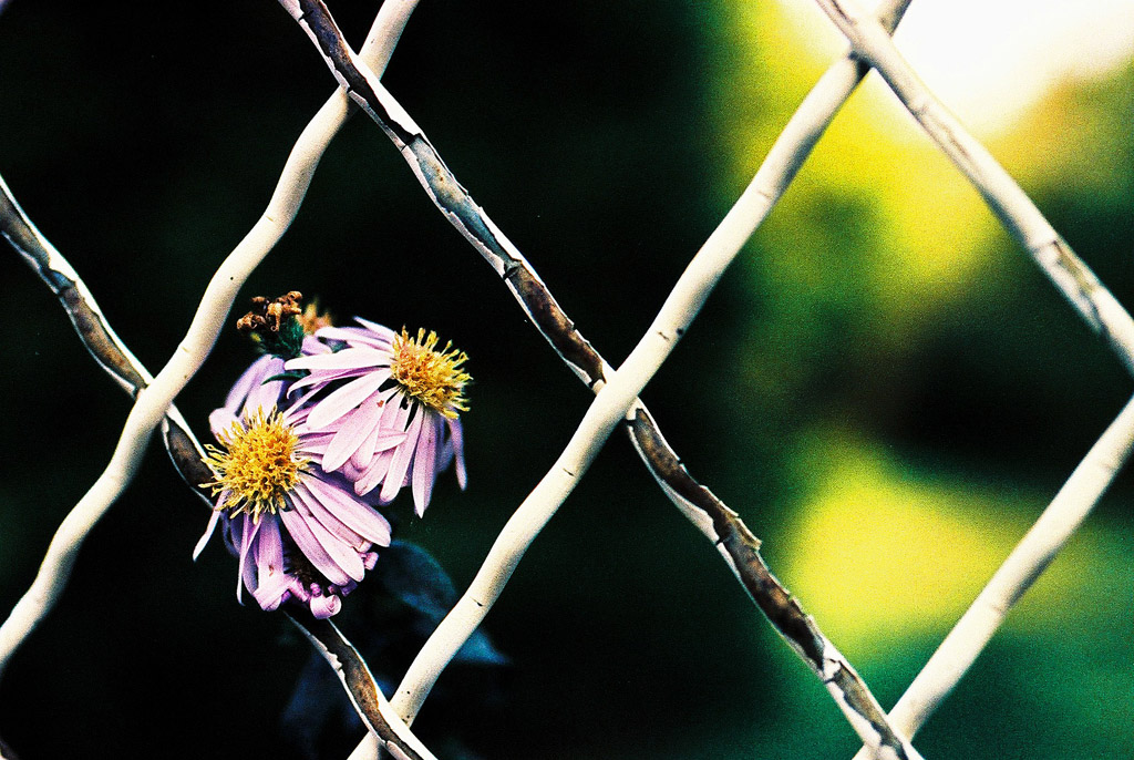 ridateci la libert�