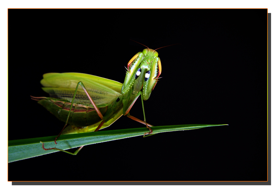 Mantis