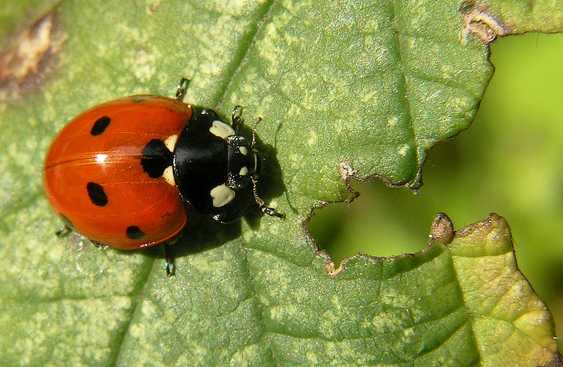 Coccinella