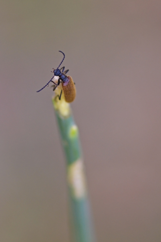 Sfoco anch'io, perch� no?