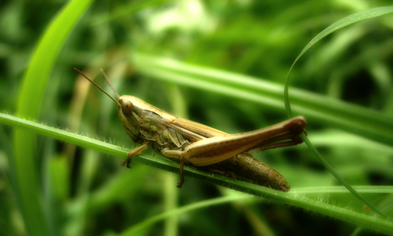 ...tutto il giorno a saltare,adesso mi riposo!!!!