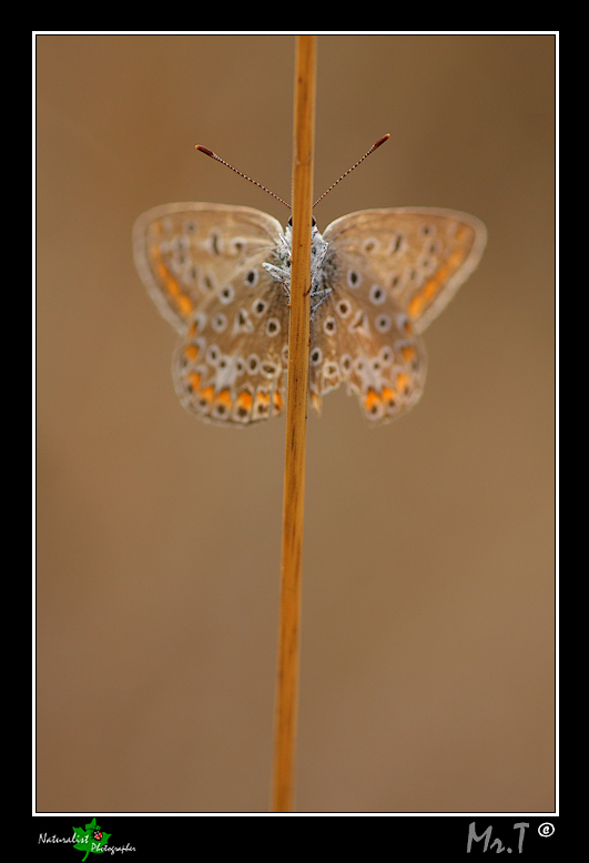 Un giorno da licenide.....parte I