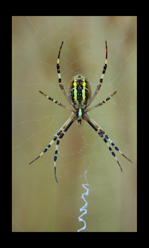 voce del verbo filare!