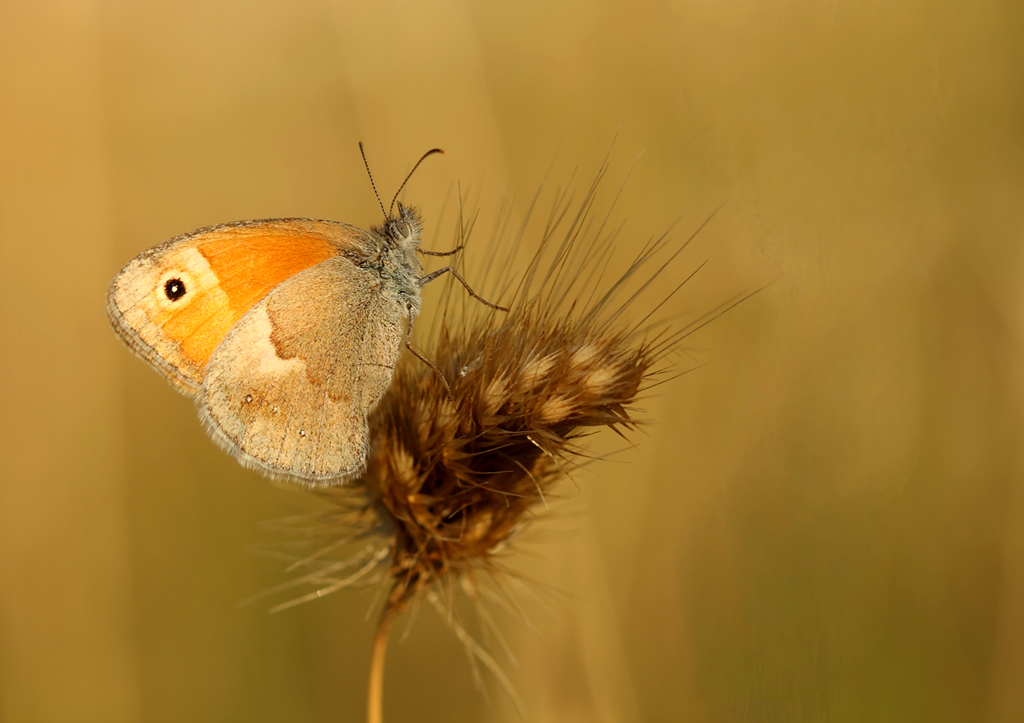 ultime luci del giorno...