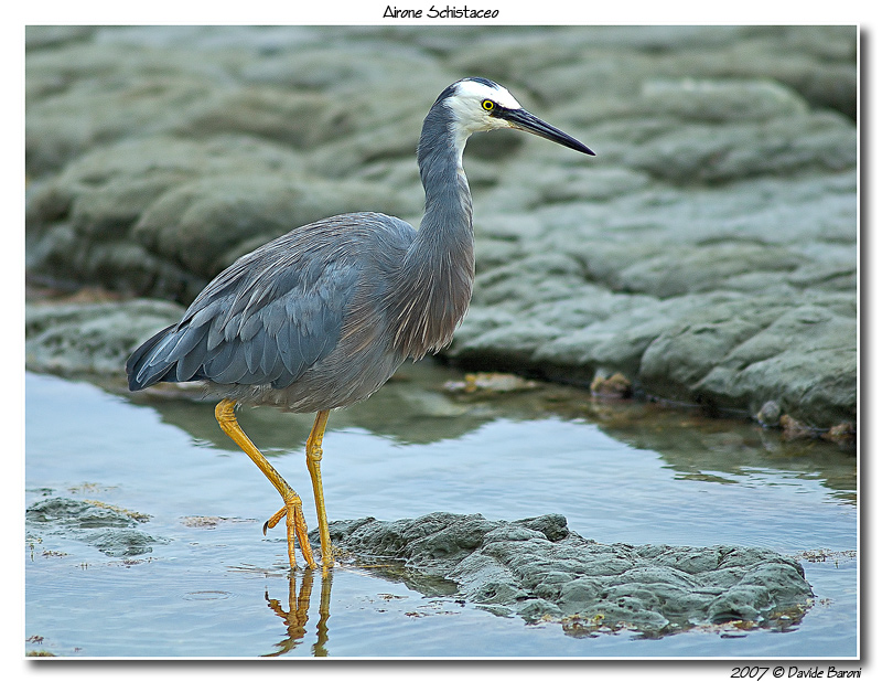 Airone Schistaceo