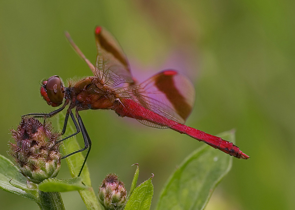 Libellula