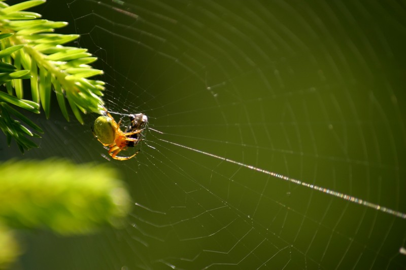 nella tela del ragno!!