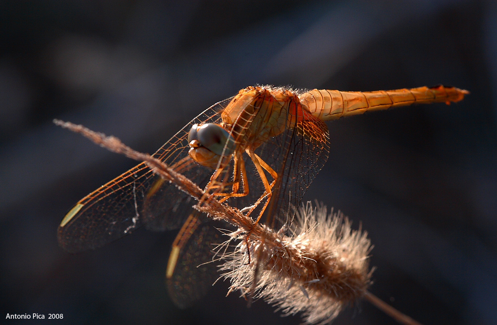 libe nel blu' dipinto di blu'
