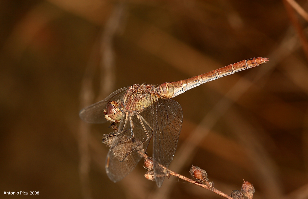 libellula autunnale