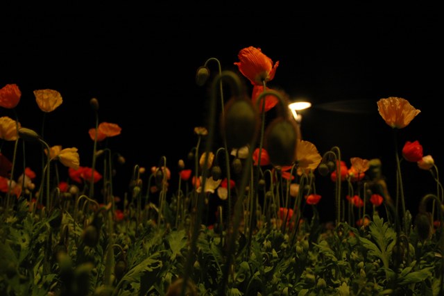 notturno con fiori