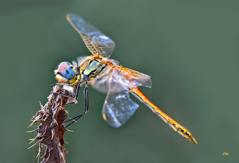 ancora libellule