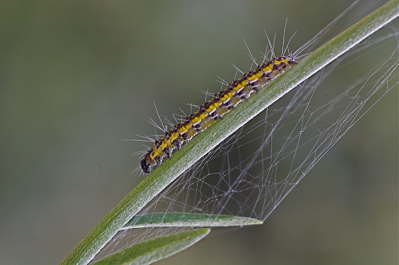 Per oggi non ho di meglio...