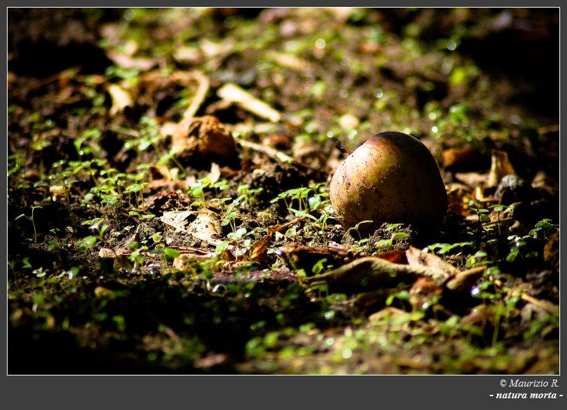 natura decisamente...morta
