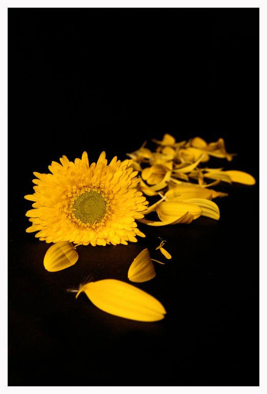 yellow flower