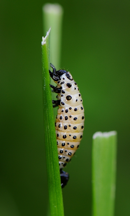 larva di....e ma?
