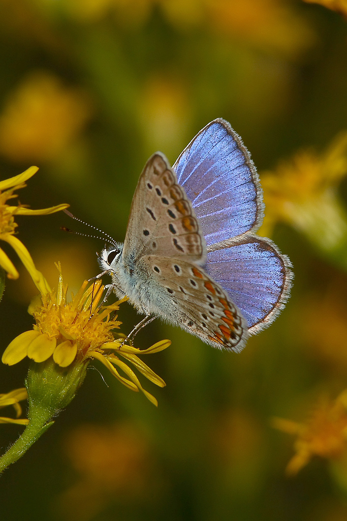 farfalla da identificare