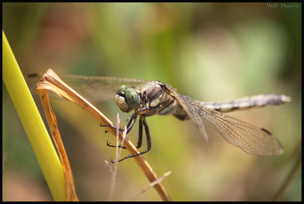 passami la cannuccia