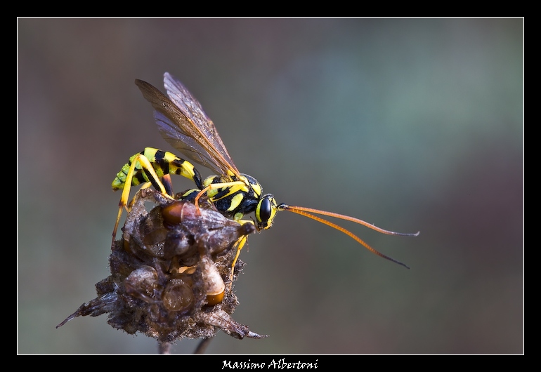 La signora in giallo...nero!