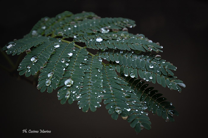 Rain on the leaves.jpg