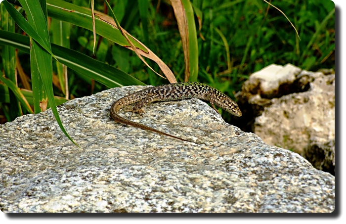 Pronta per l'attacco....