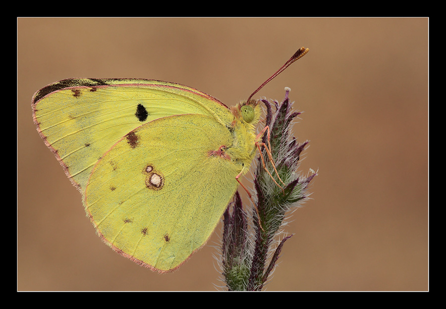 Colias crocea