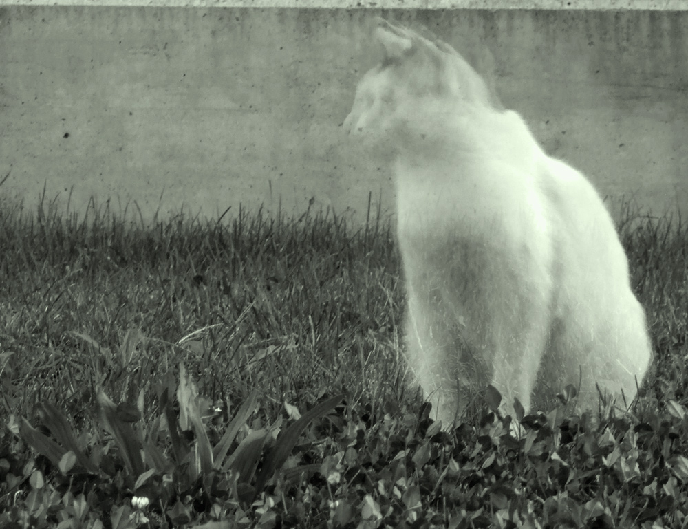 presenze in giardino