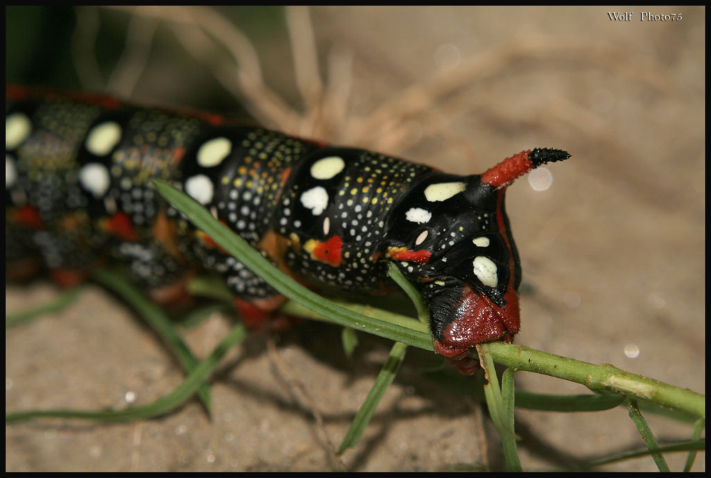 mo te magno parte terza