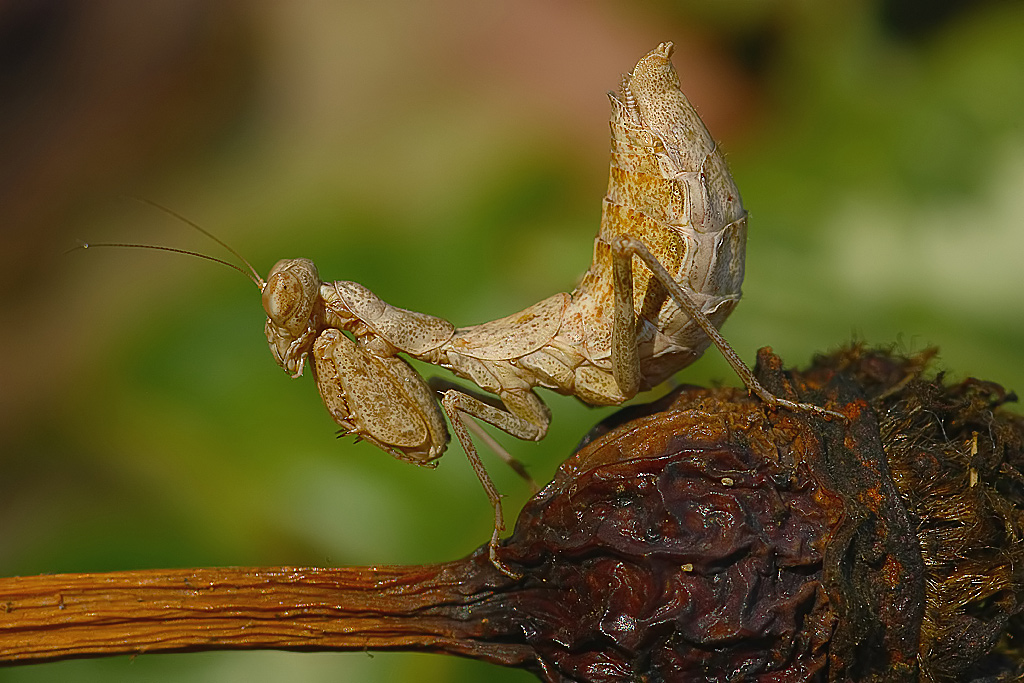 Ameles spallanzania 3