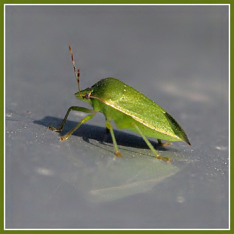 Nezara viridula  ......