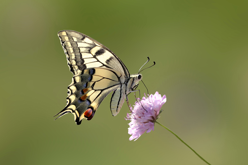 Papilio-machaon